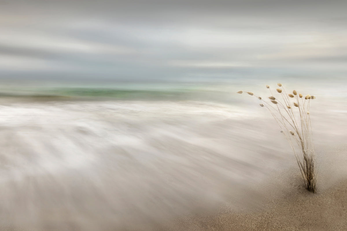 acrylic-print-ears-in-the-sea-x