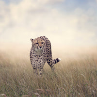 canvas-print-the-cheetah