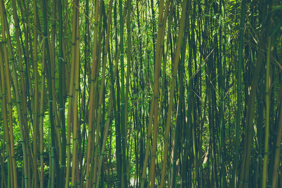 3-piece-acrylic-print-in-the-middle-of-the-bamboo