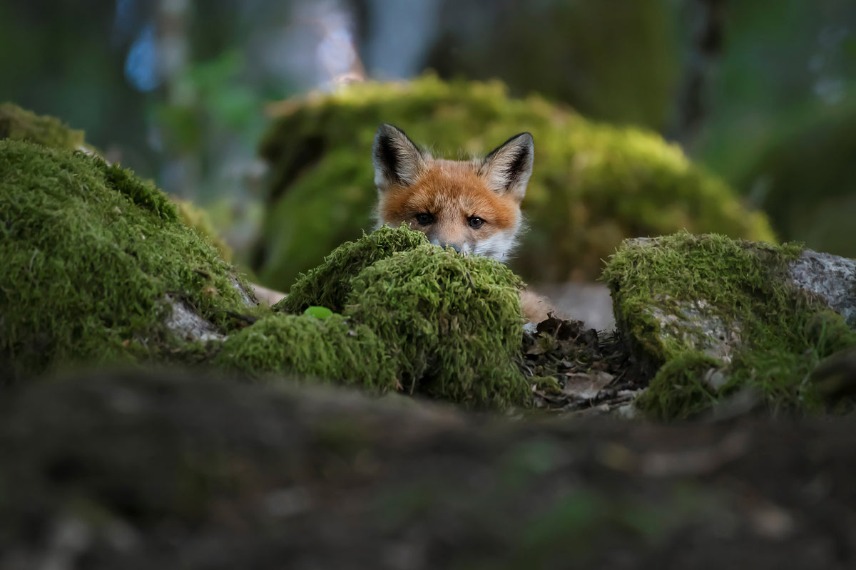poster-print-curious-fox-x