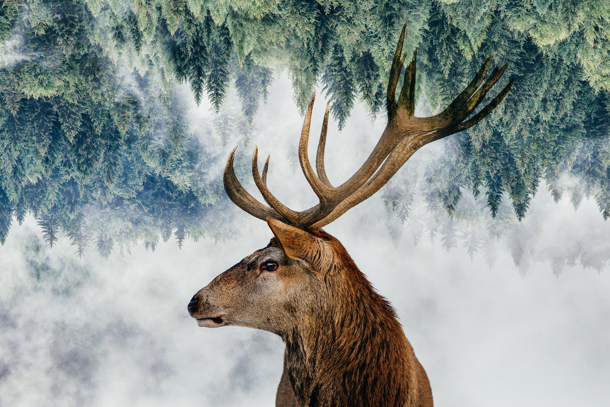 framedcanvas-print-the-deer-and-the-woods-x