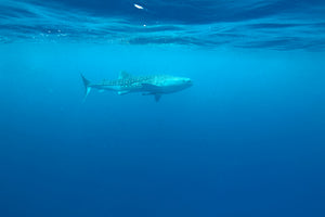 modern-3-piece-canvas-print-the-whale-shark
