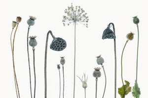 framedposter-print-seed-heads-x