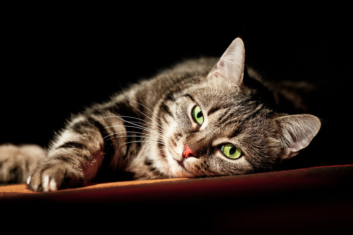 modern-3-piece-aluminium-print-relaxed-cat