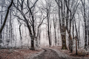 acrylic-print-wintry-forest