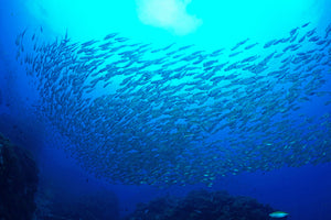acrylic-print-fish-world