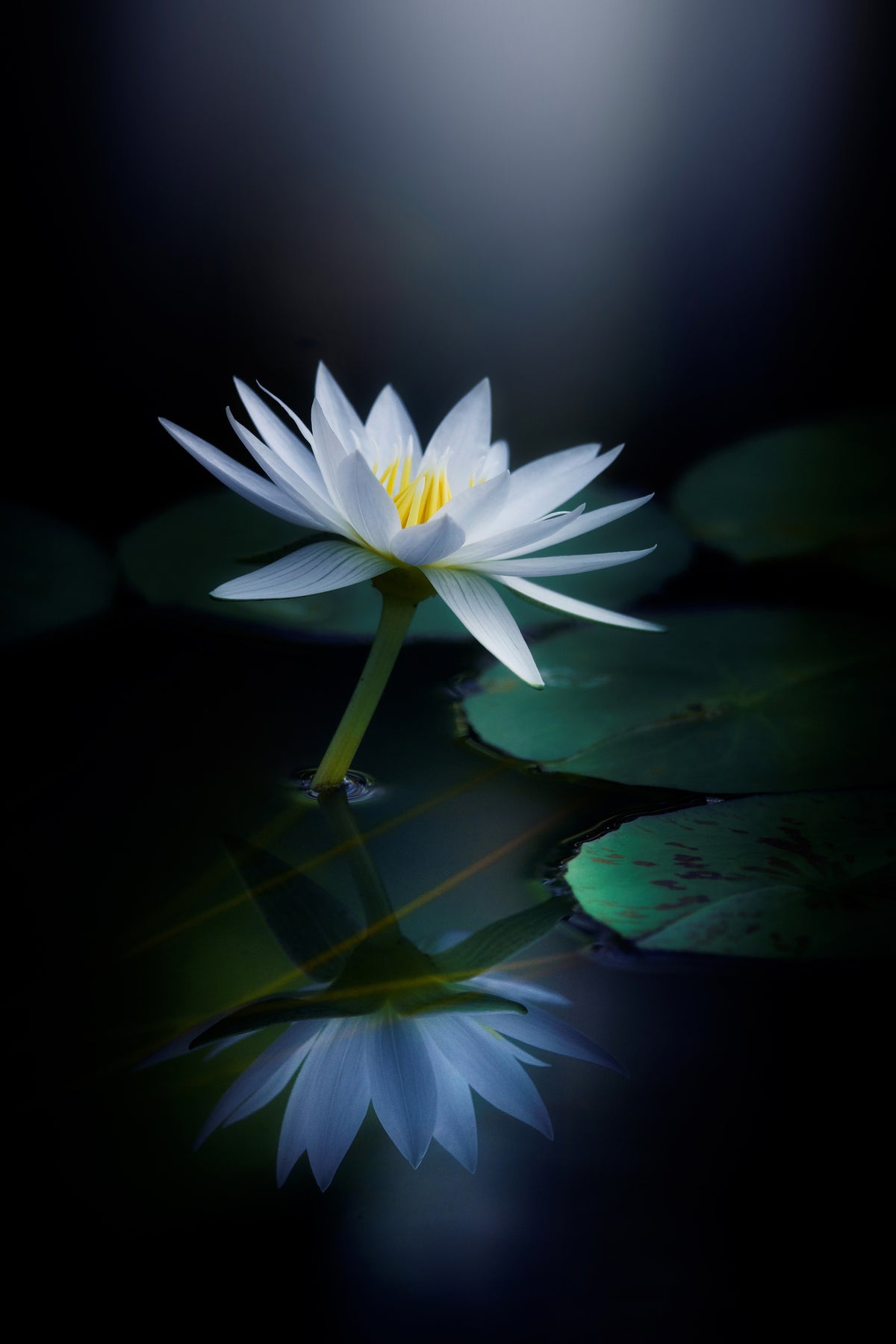 canvas-print-reflection-iii