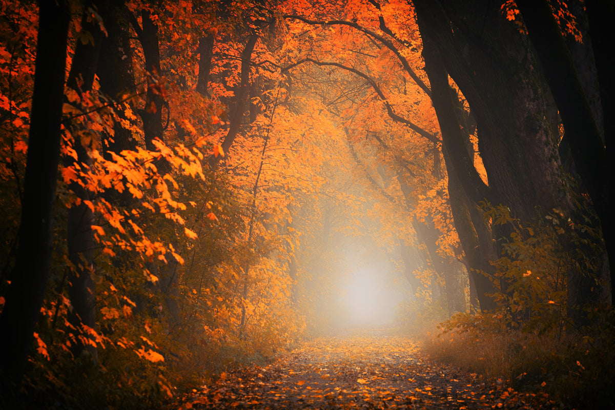 poster-print-autumn-light-in-the-forest
