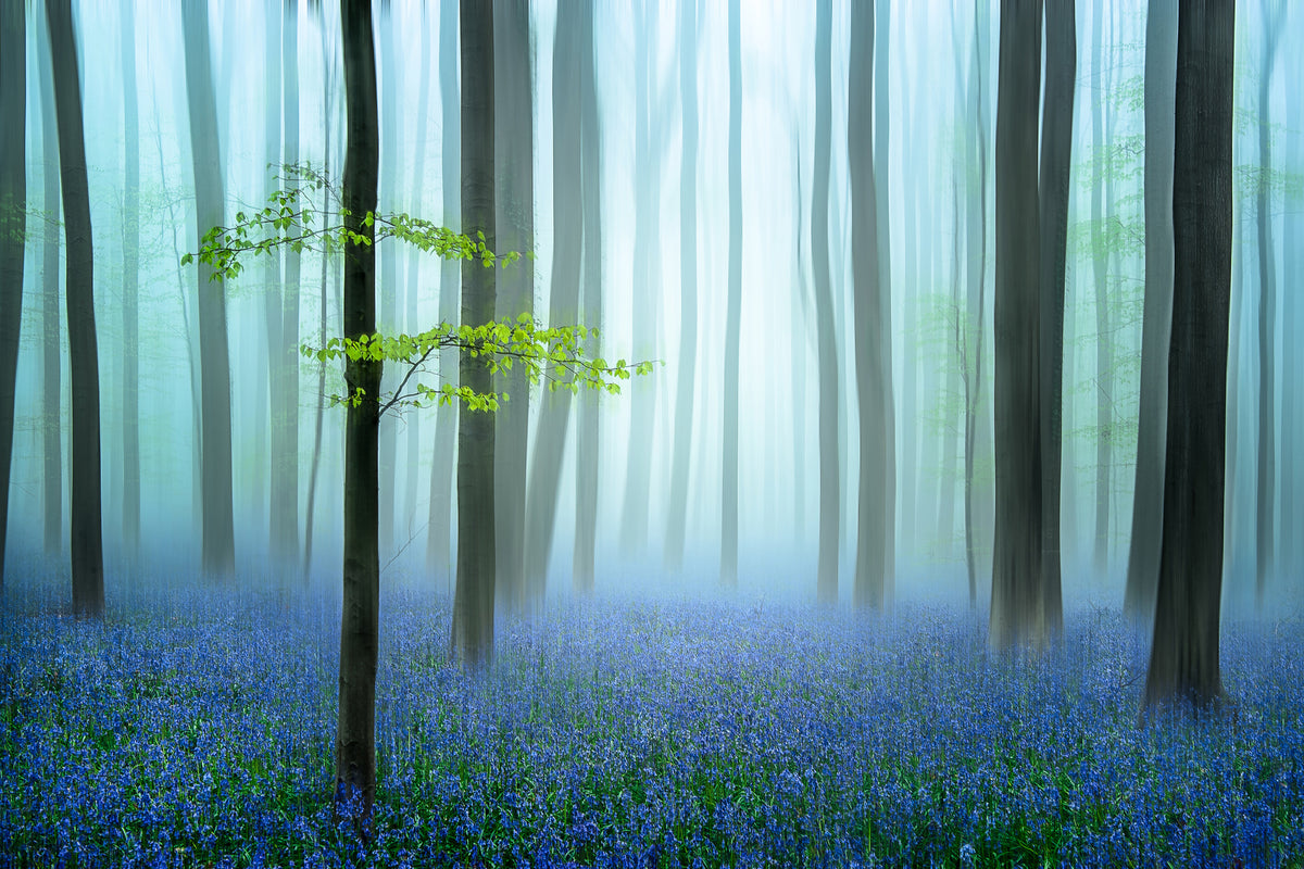 canvas-print-the-blue-forest