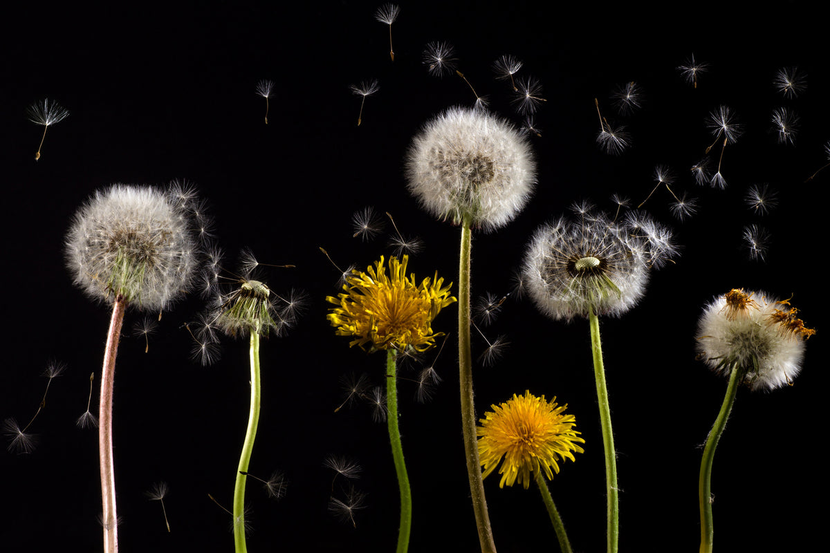 3-piece-canvas-print-the-phases-of-dandelion