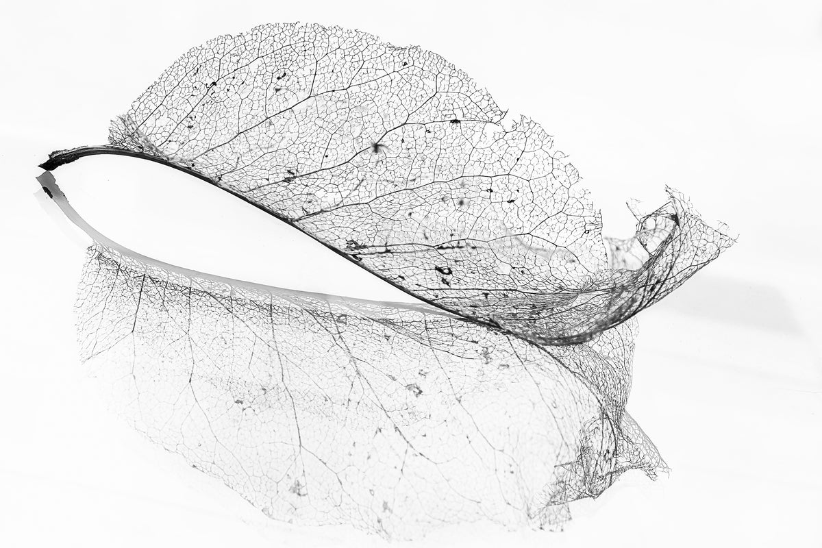 framedposter-print-the-old-leaf-x