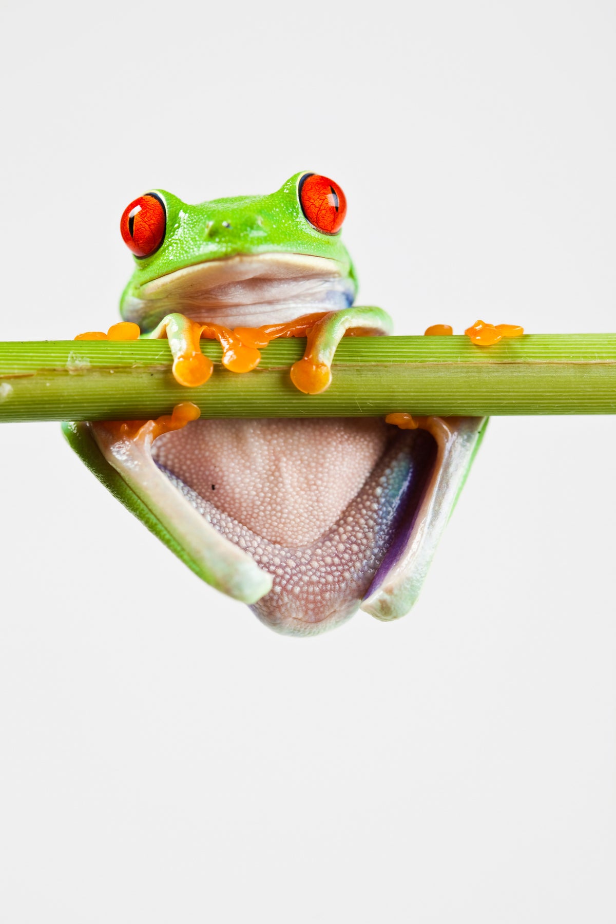 framedcanvas-print-frog-acrobatics