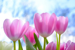 3-piece-aluminium-print-tulips-in-nature