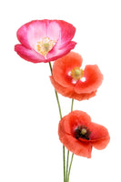 framedcanvas-print-colourful-poppies-x