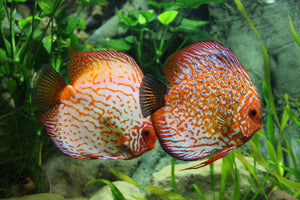 acrylic-print-2-fish