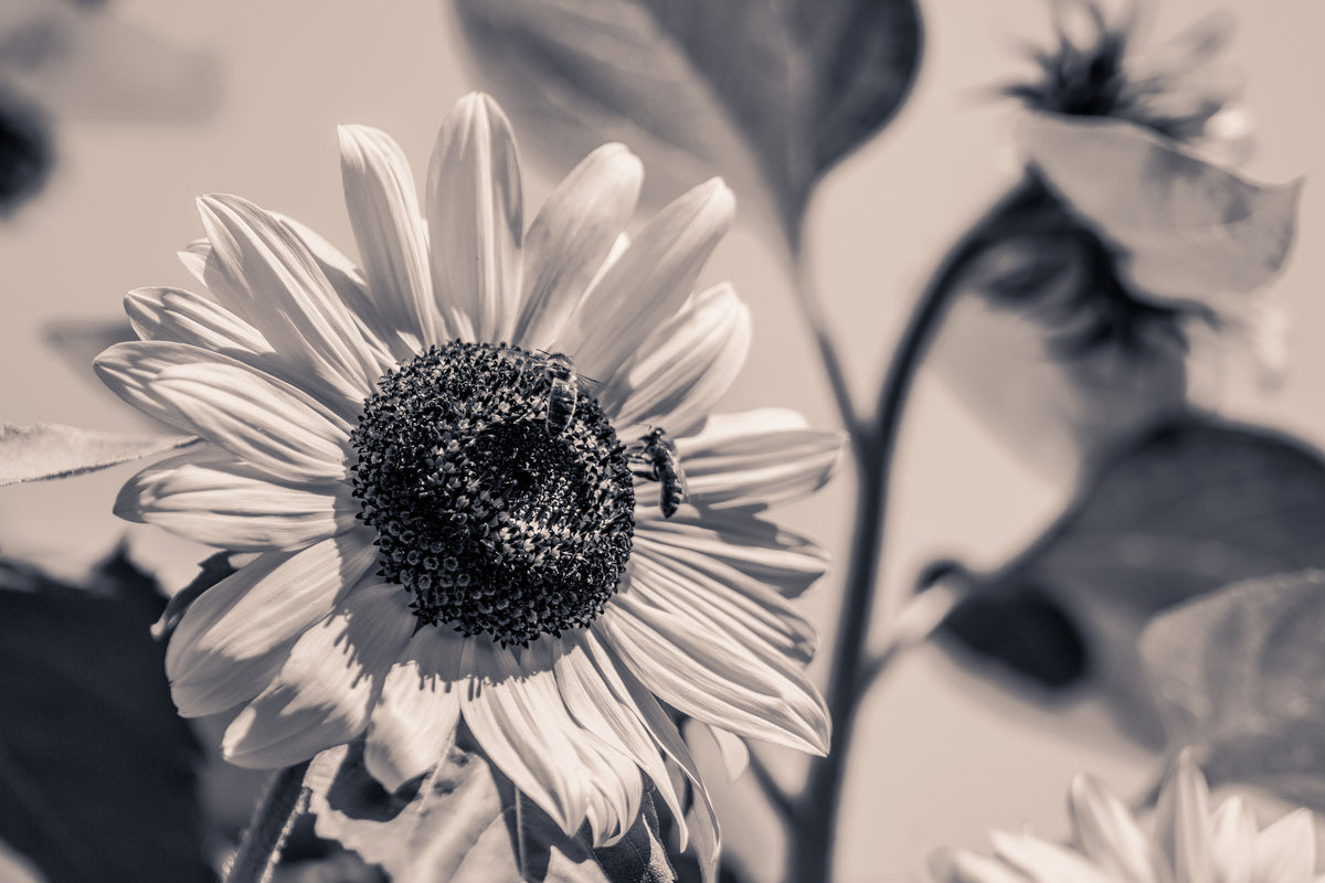 framedcanvas-print-bees-on-the-sunflower-sw