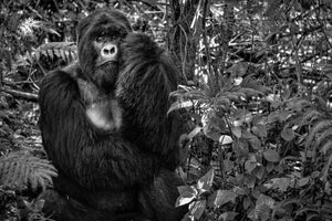aluminium-print-kwitonda-silverback