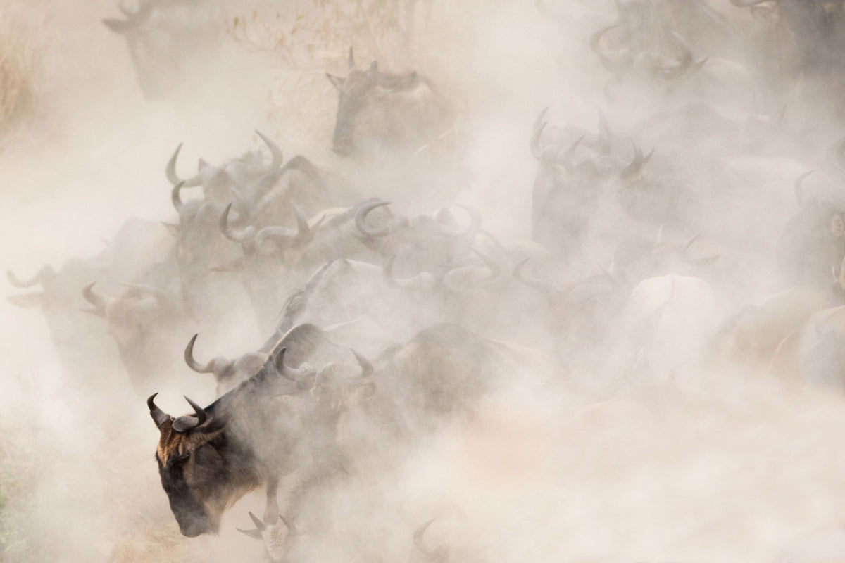 framedposter-print-dust-x