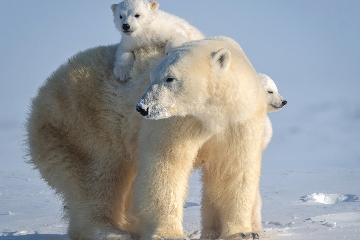 poster-print-mischievous-little-polar-bear-x