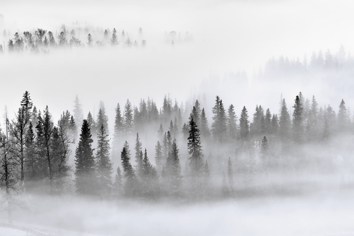 aluminium-print-foggy-forest