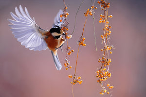 aluminium-print-bird-in-action