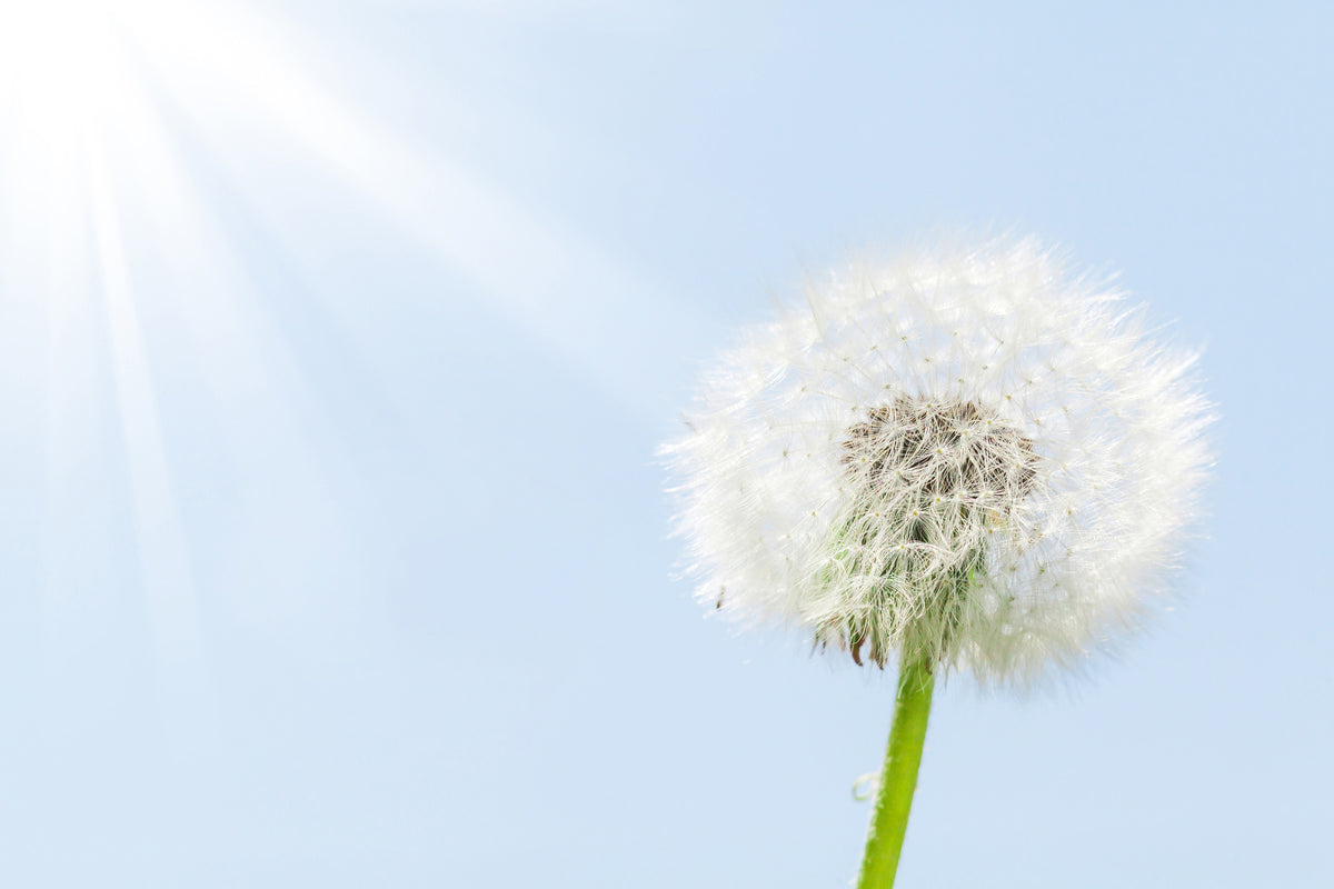 acrylic-print-dandelion-in-sunbeam