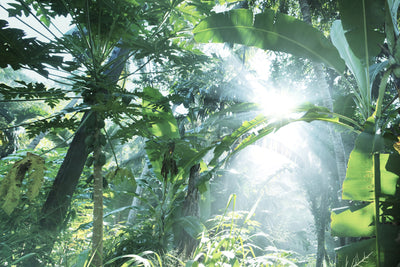 poster-print-jungle-star