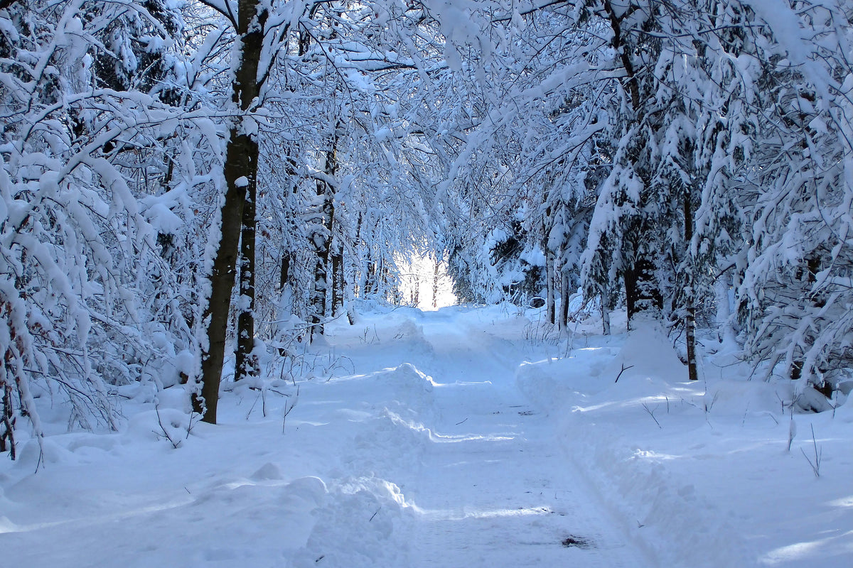 3-piece-canvas-print-finally-winter