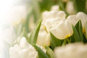 canvas-print-tulips-perspective