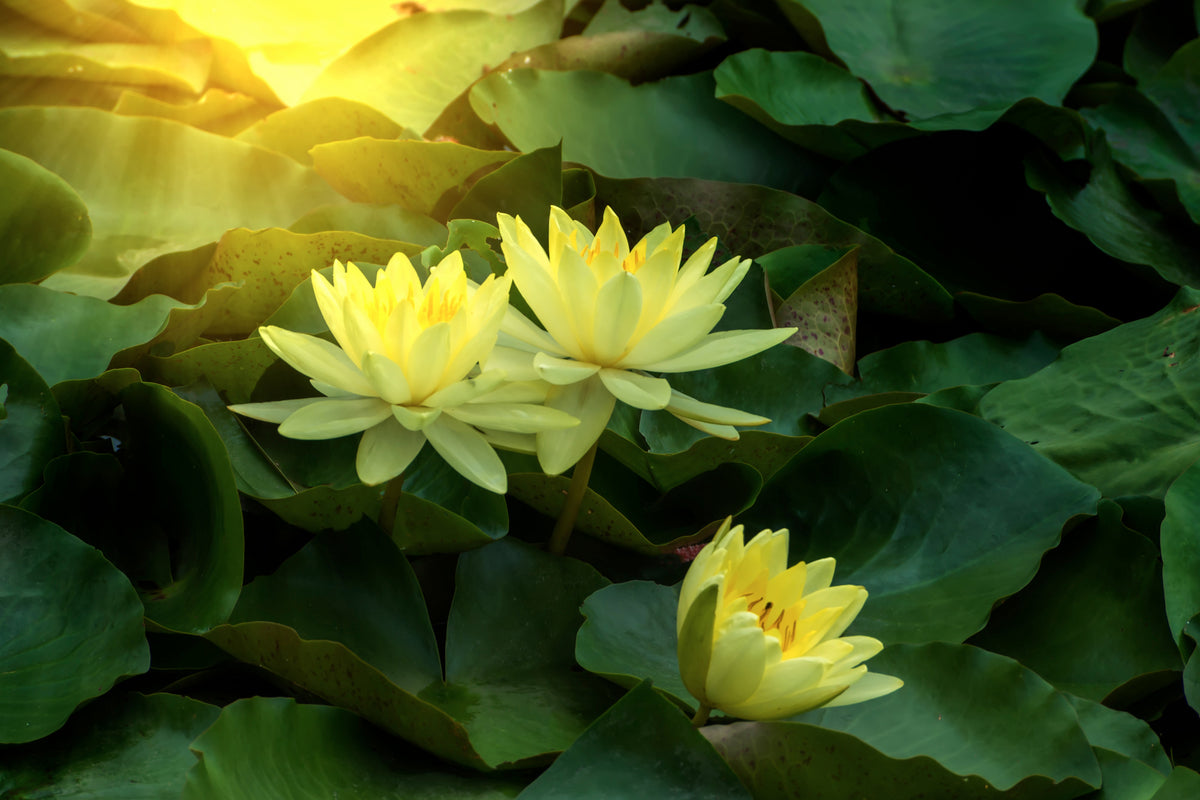 acrylic-print-wild-lotus