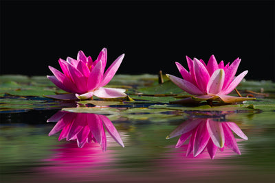 poster-print-water-lilies-duo-in-pink