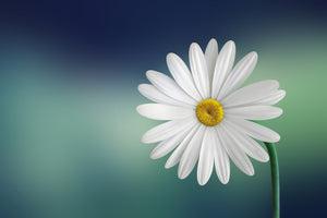 3-piece-aluminium-print-flower