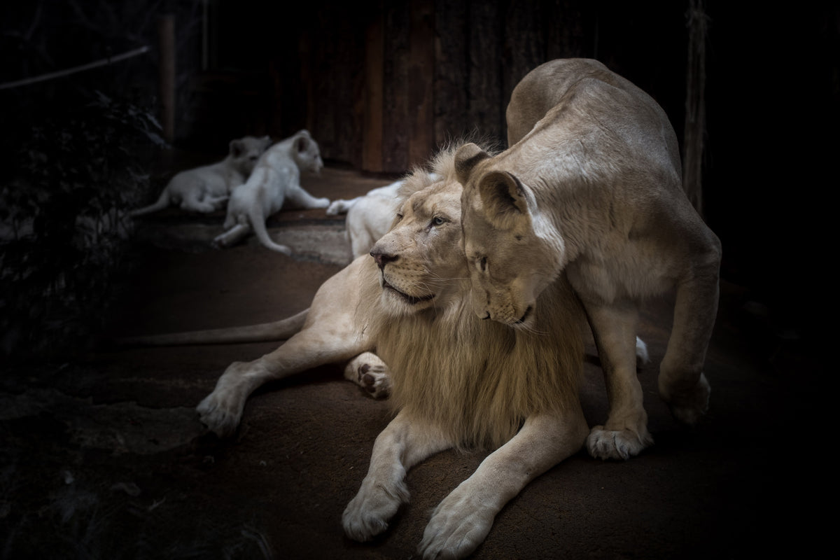 aluminium-print-the-lion-couple