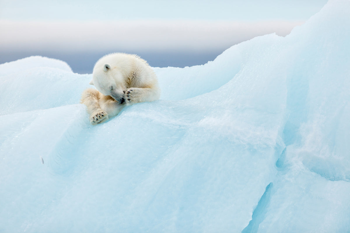 canvas-print-polar-bear-grooming