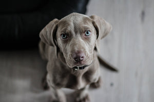 framedposter-print-the-weimaraner