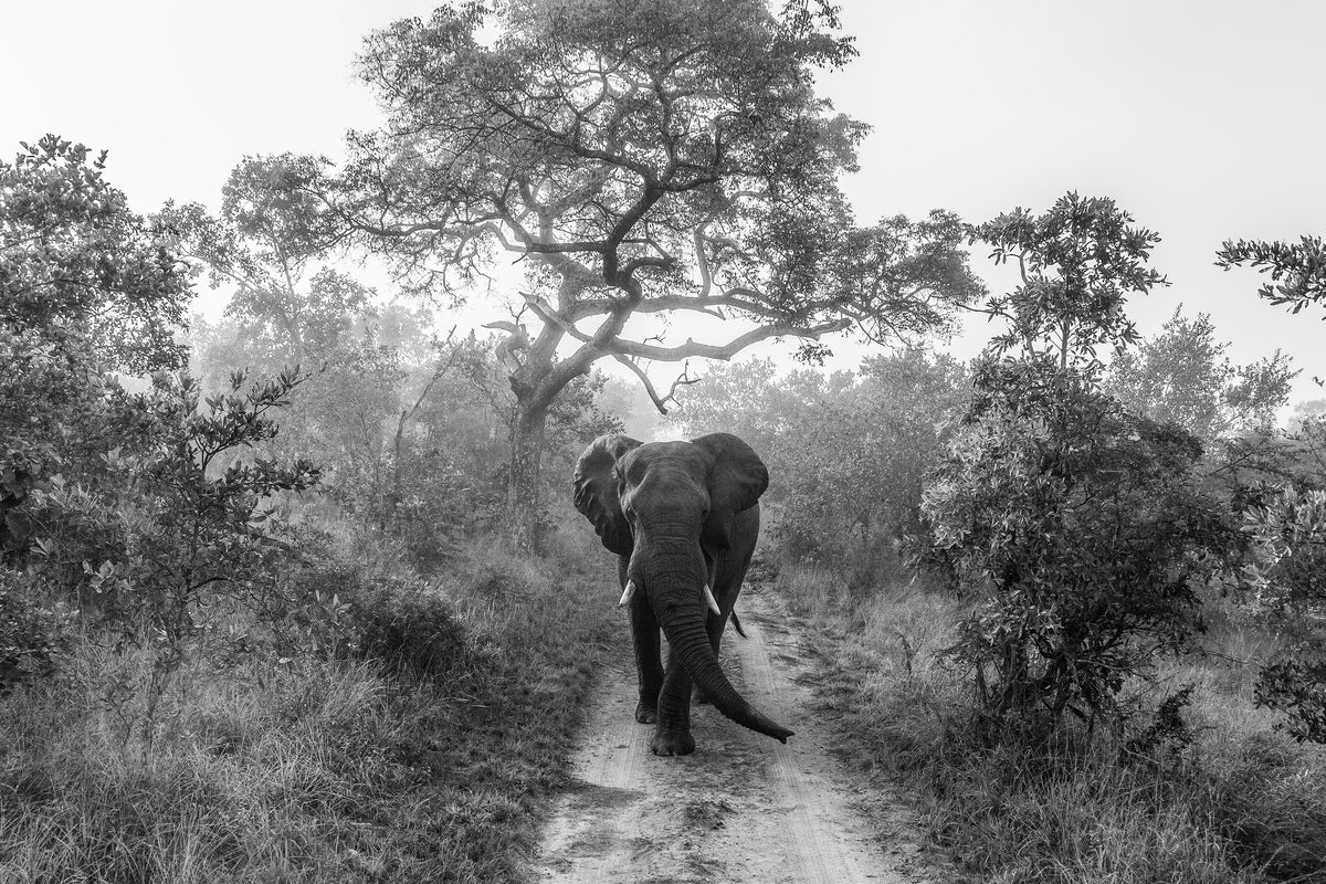 framedcanvas-print-walking-giant-x