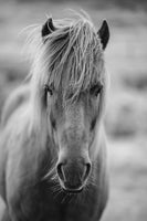 poster-print-horse-being-at-the-corridor