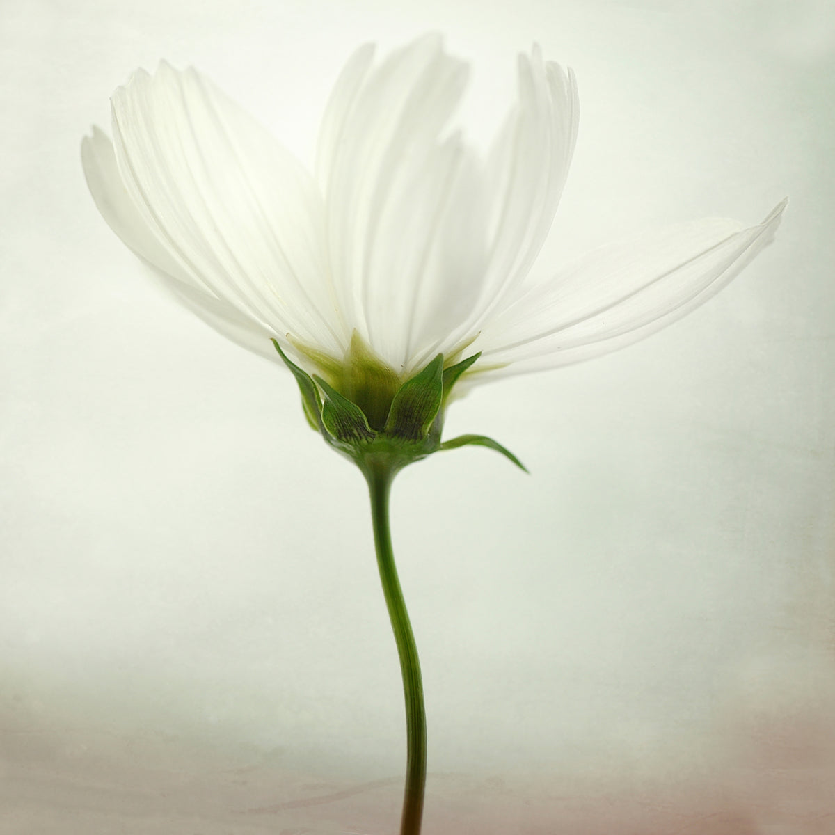 9-piece-canvas-print-white-cosmos