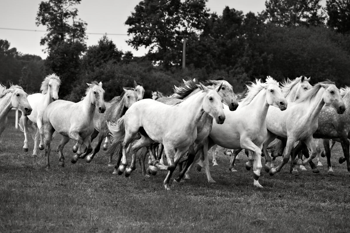 framedcanvas-print-the-mustang-herd