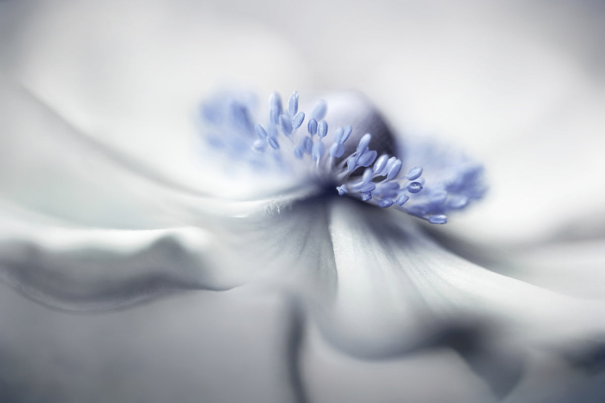 modern-3-piece-acrylic-print-anemone-spirit