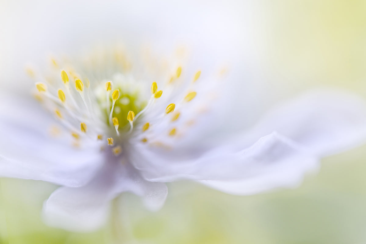 framedposter-print-anemone-beauty