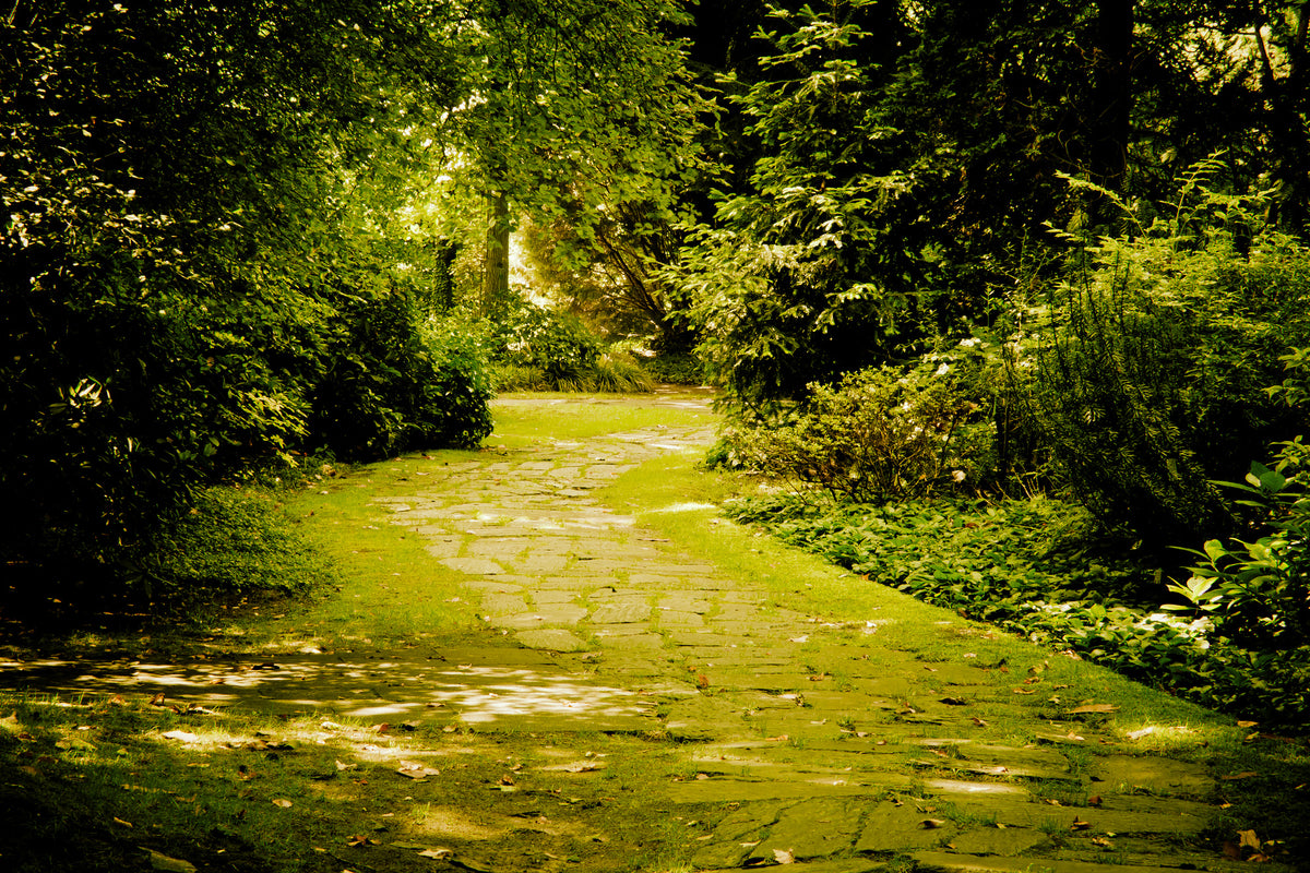 framedposter-print-moss-covered-path