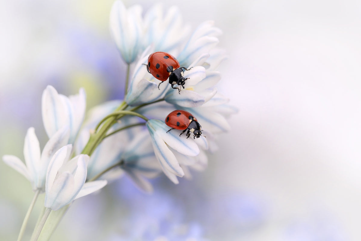 3-piece-canvas-print-ladybirds