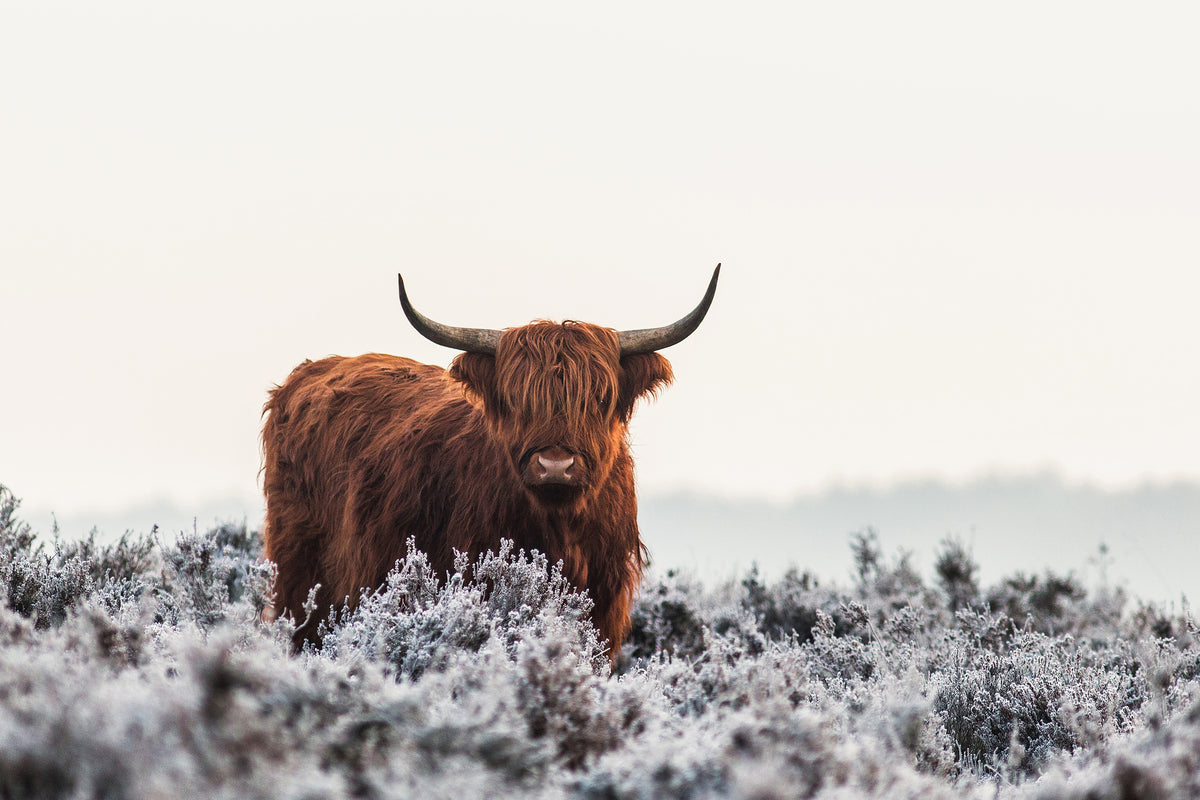 aluminium-print-highlander-x