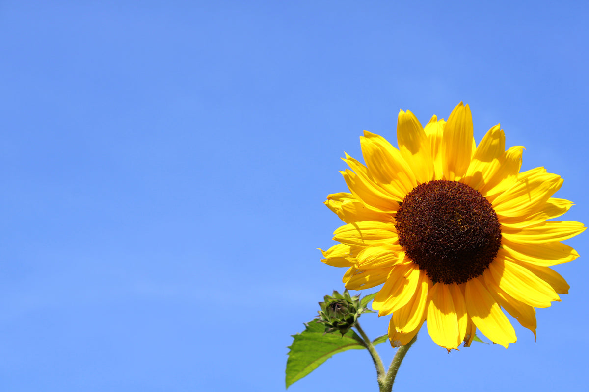 3-piece-aluminium-print-sunflower-with-blue-sky