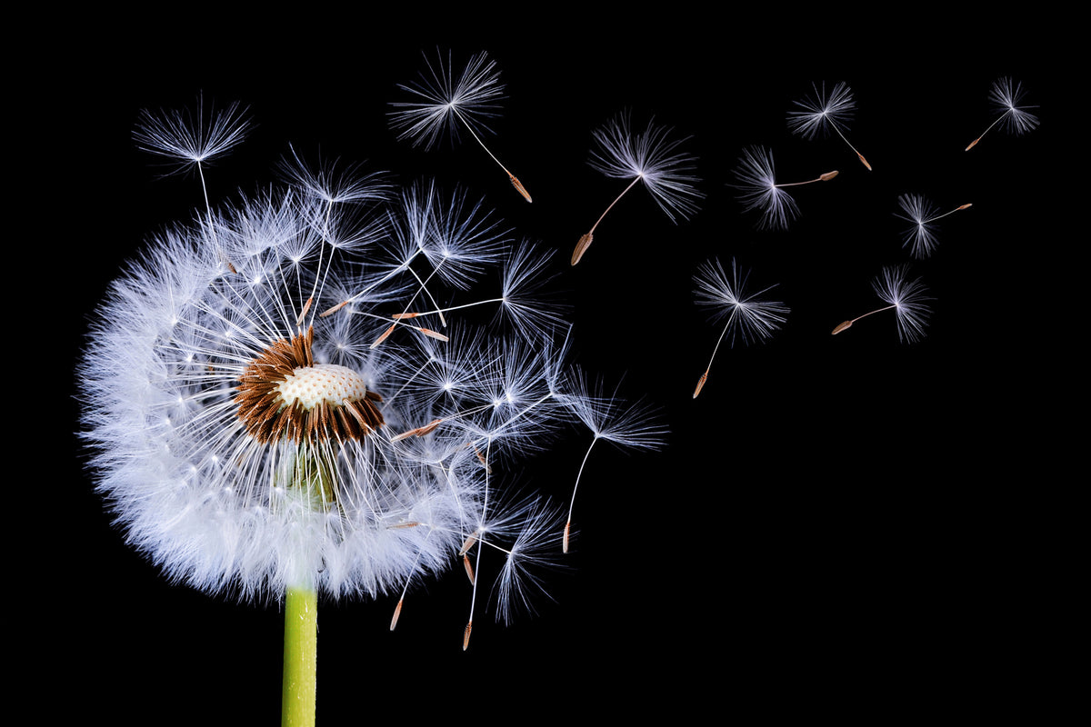 modern-3-piece-aluminium-print-dandelion-blowing