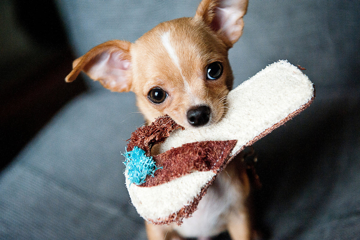 canvas-print-obedient-chihuahua