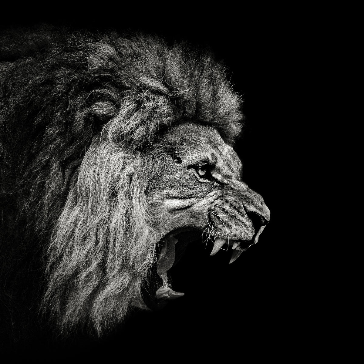 acrylic-print-roaring-lion-2-x
