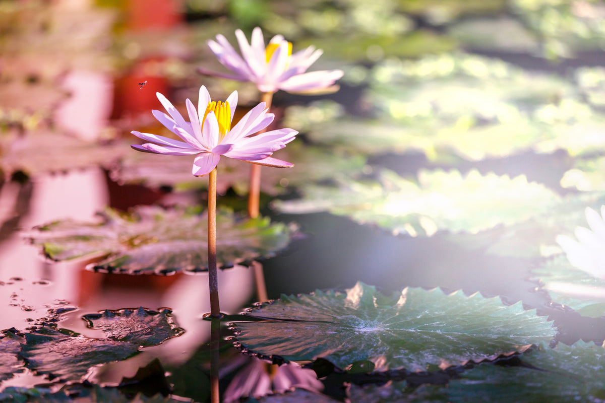 acrylic-print-lilies-in-pond