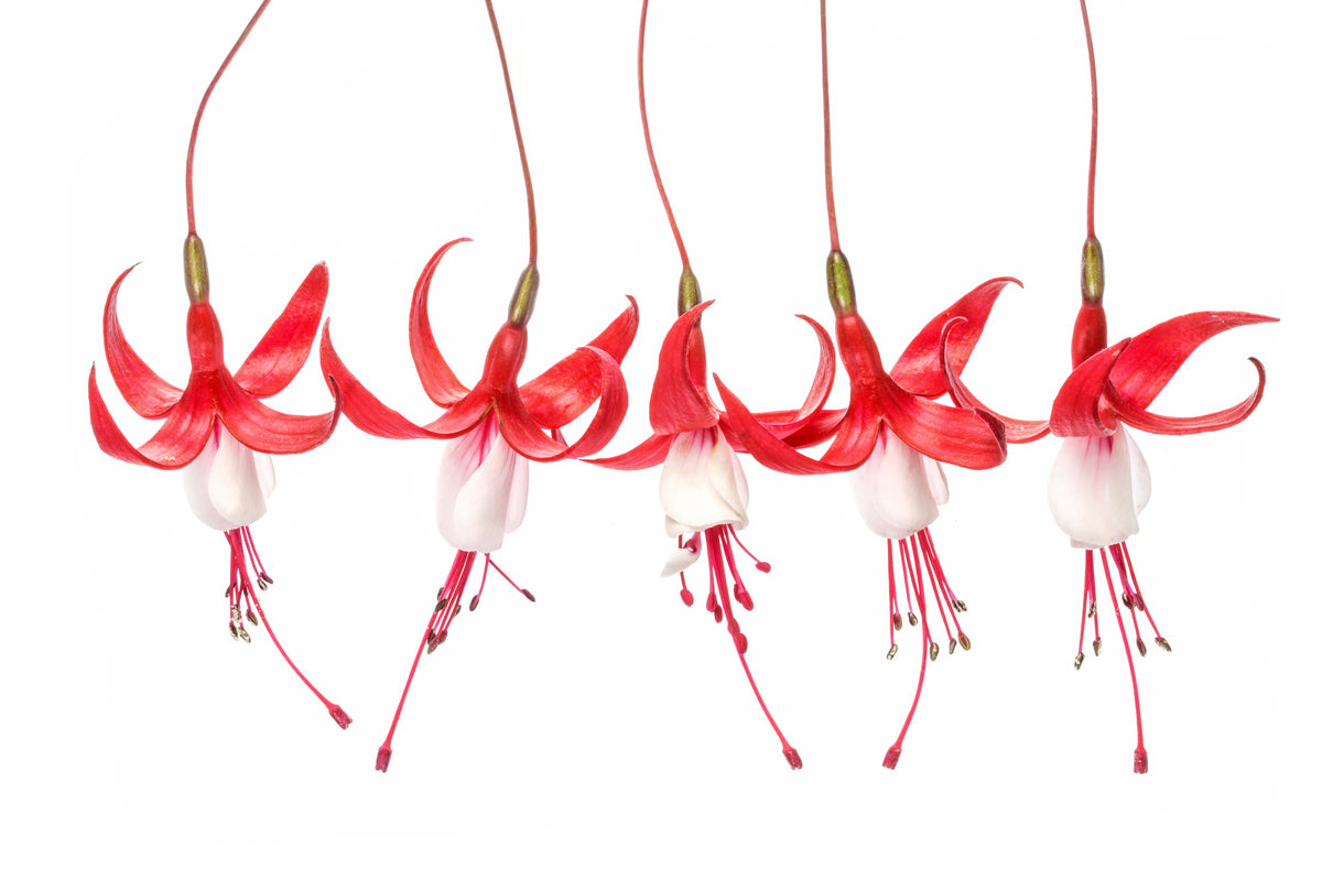canvas-print-fuchsia-x